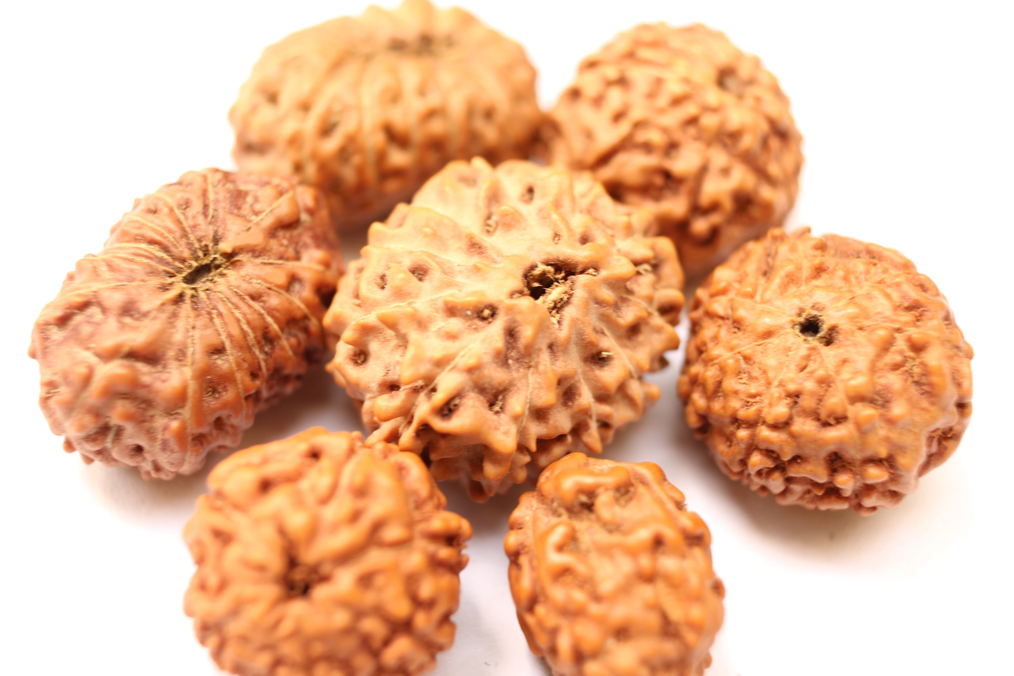Recorded Rudraksha Crash Course: Sacred Beads Science & Healing