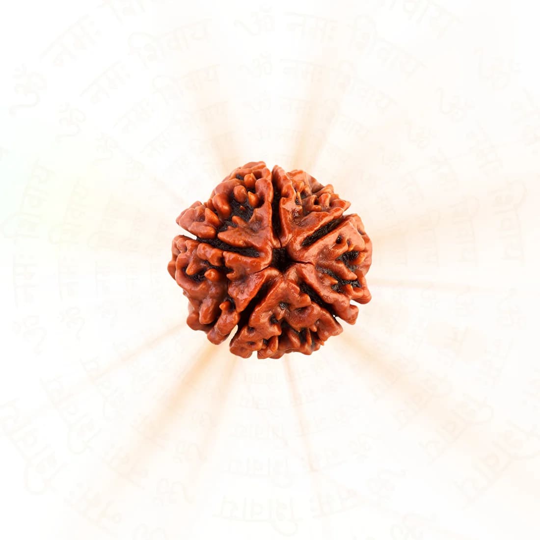 Natural 5 Mukhi Rudraksha (Nepali)