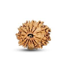 Natural 14 Mukhi Rudraksha (Nepali)